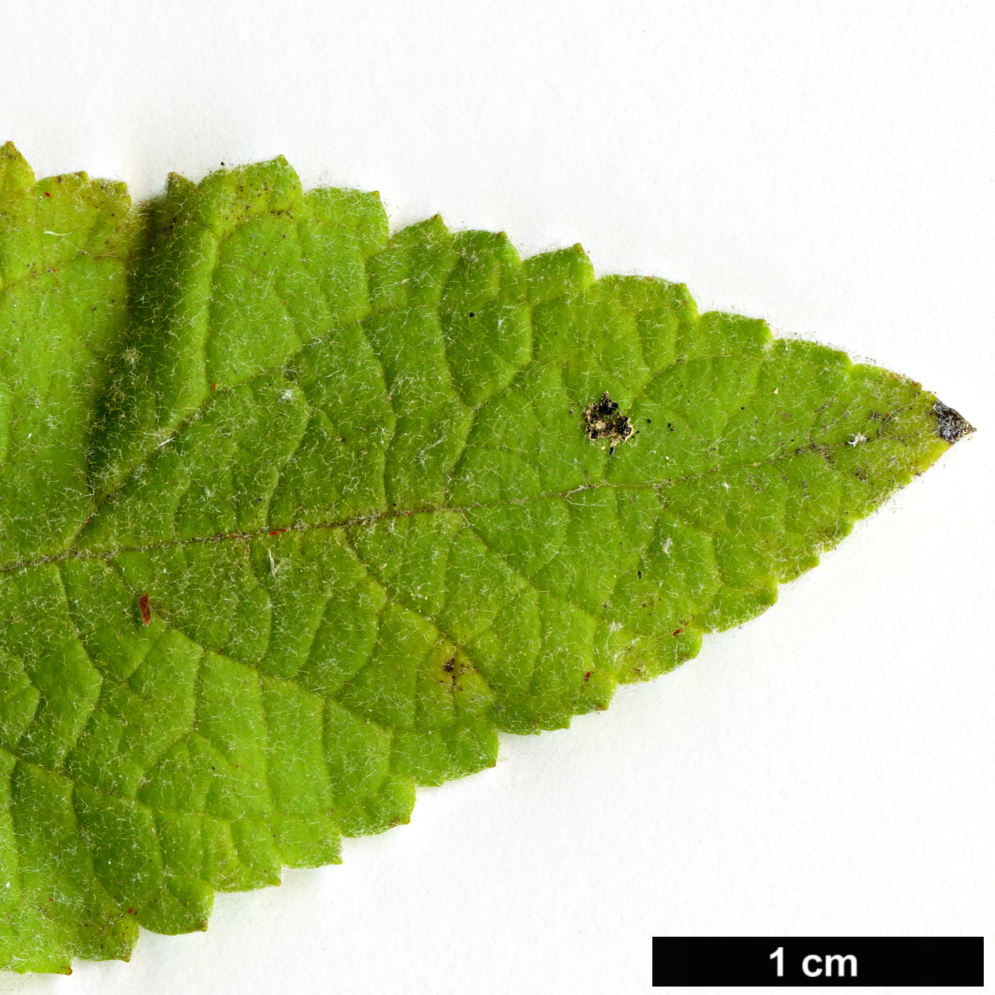 High resolution image: Family: Scrophulariaceae - Genus: Buddleja - Taxon: crotonoides - SpeciesSub: subsp. amplexicaulis